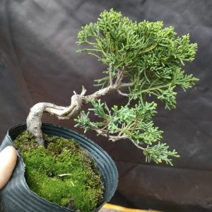 Cây tùng itoigawua Nhật Bản, cây nhập về việt nam (C003)