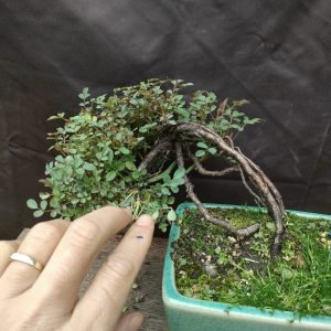 Cây hồng Nhật Bản, cây cổ thụ, lá nhỏ, siêng hoa (C006)