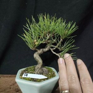 Cây thông đen Nhật Bản, cây size nhỏ (C008)