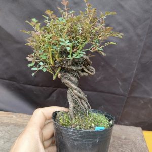 Cây hồng Nhật Bản, cây cổ thụ, lá nhỏ, siêng hoa (C005)