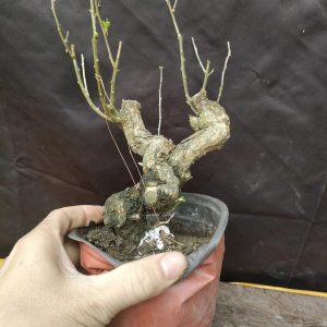 Cây kì tử lùn, cổ thụ, cây nhập về Việt Nam (C004)