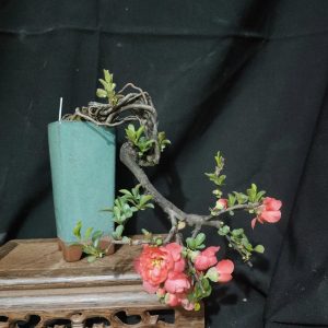 Cây mộc hoa (chojubai) Nhật Bản, cây nhập về Việt Nam (C007)