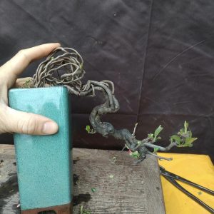 Cây mộc hoa (chojubai) đổ, co lắc đẹp (C002)